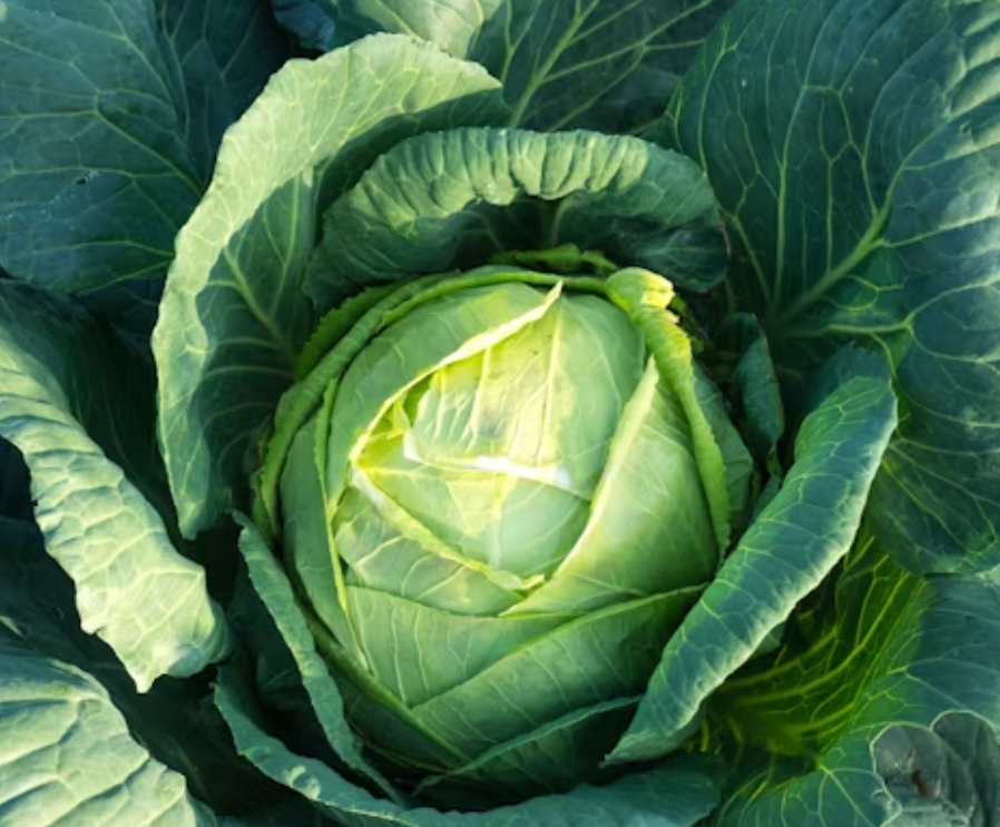 Cabbage