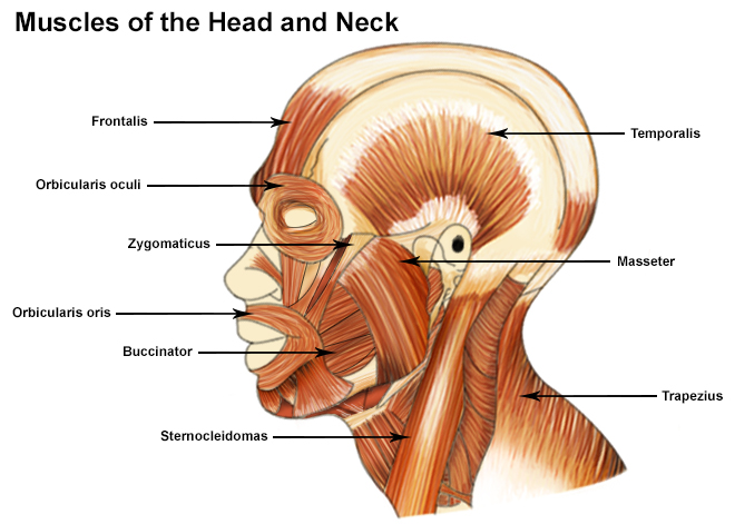 scalp muscles